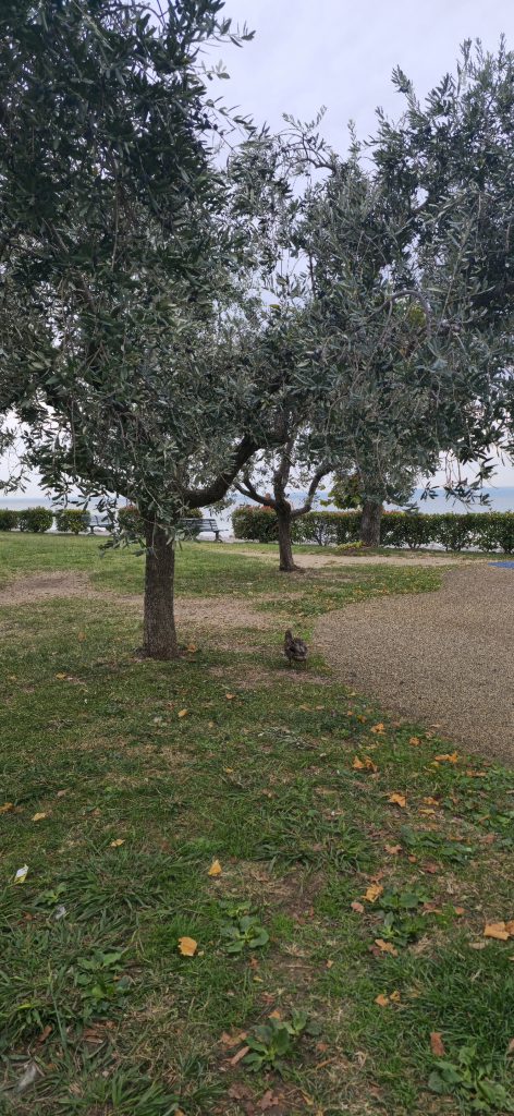 Grünfläche mit Bäumen neben dem Spielplatz in Cisano am Gardasee