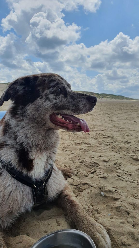 Hund Timber am Sandstrand vor Dünen und blauem Himmel