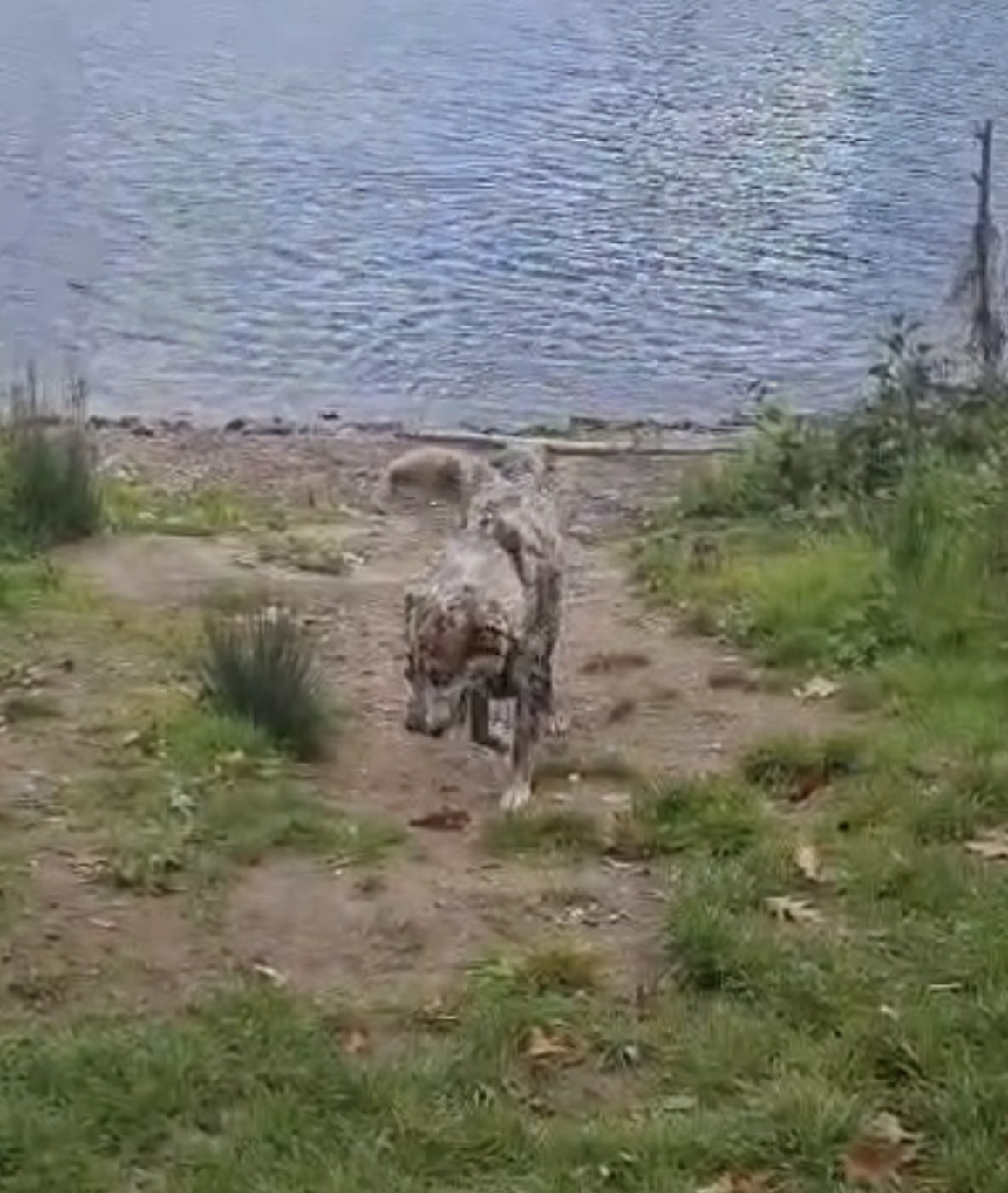 Familienausflug zum Elfrather See mit Hund Timber 🐾